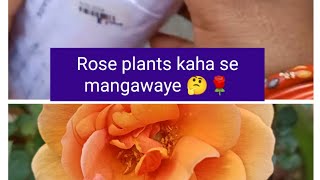 Rose plants kaha se mangawaye... Puspanjali/Puspabitan...🤔🌹