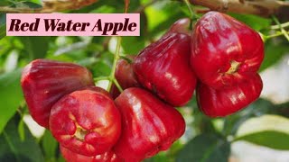 Red Water Applejamrul Plant Helpline-6295779752