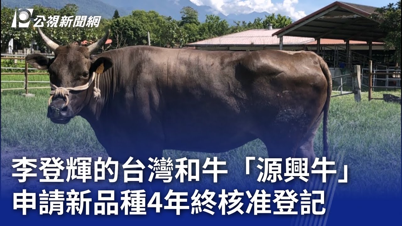 李登輝的台灣和牛「源興牛」 申請新品種4年終核准登記｜20240620 公視晚間新聞