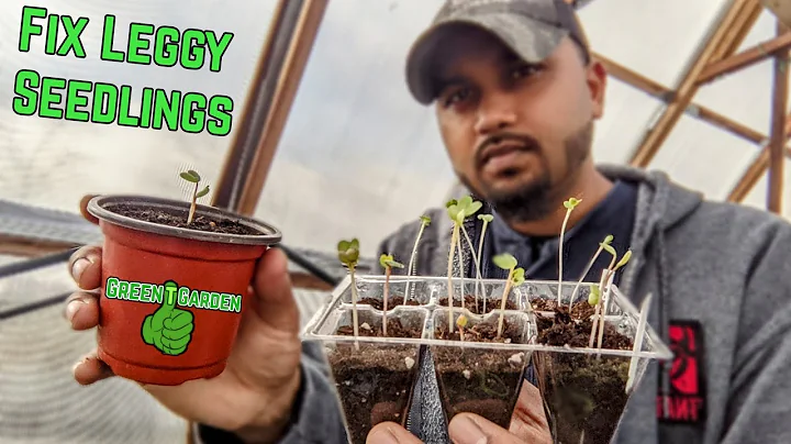 How to Fix Leggy Seedlings | Fast & Easy Way |