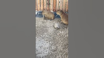 Chuột lang nước Capybara #capybara #chuộtlang