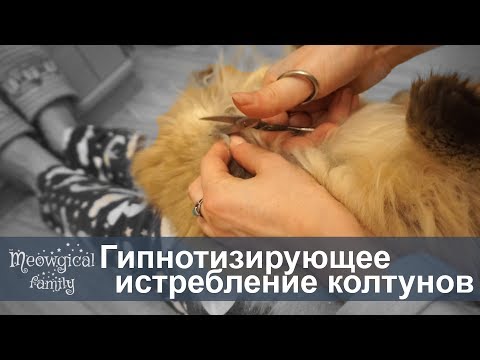 Как расчесать колтуны у кота в домашних условиях