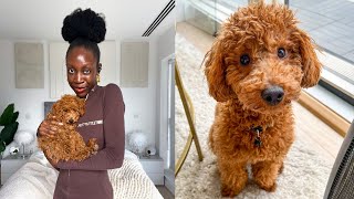 VLOG: GETTING MY TOY POODLE + MY FIRST 24 HOURS