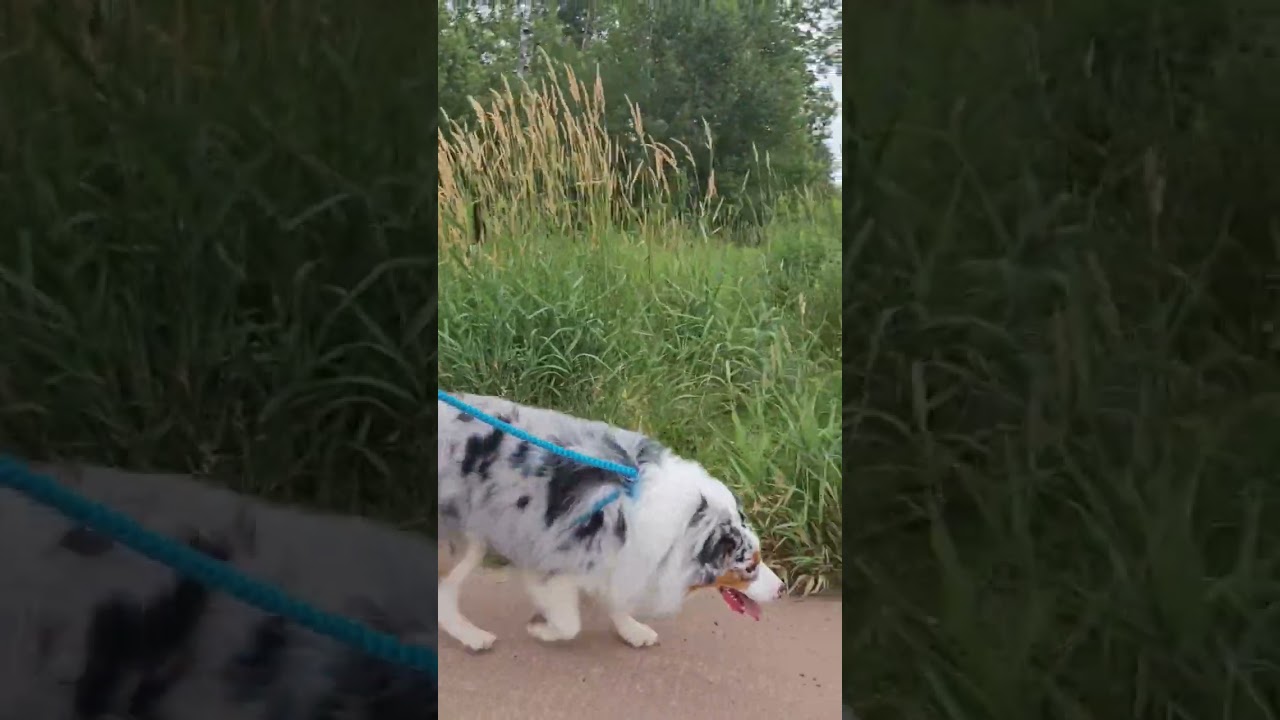 Happy Dog Walking Adventure: Exploring the Great Outdoors 