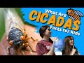 Cicadas: The Loudest Bug 🐞 Facts for Kids