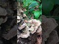 #identify #turkeytail #mushrooms #forestlifeskillsdt