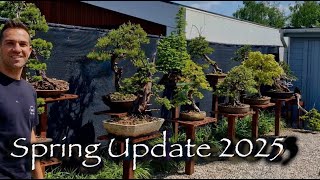 Bonsai Spring Update 2025  Styling Progress & Tree Development