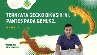 RAHASIA PAKAN GECKO REPJAK PART 2