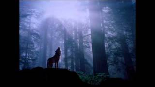 Koan - Lonely Wolf