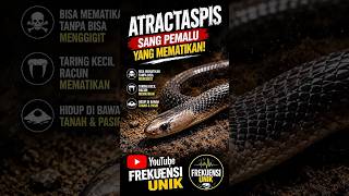 “Ular ini bisa menyerang dari samping dengan sangat cepat! ⚠️🐍”#️⃣ #atractaspis #ularberbisa
