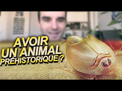 Vidéo: 15 animaux de compagnie ressemblant à des dinosaures et à des animaux préhistoriques