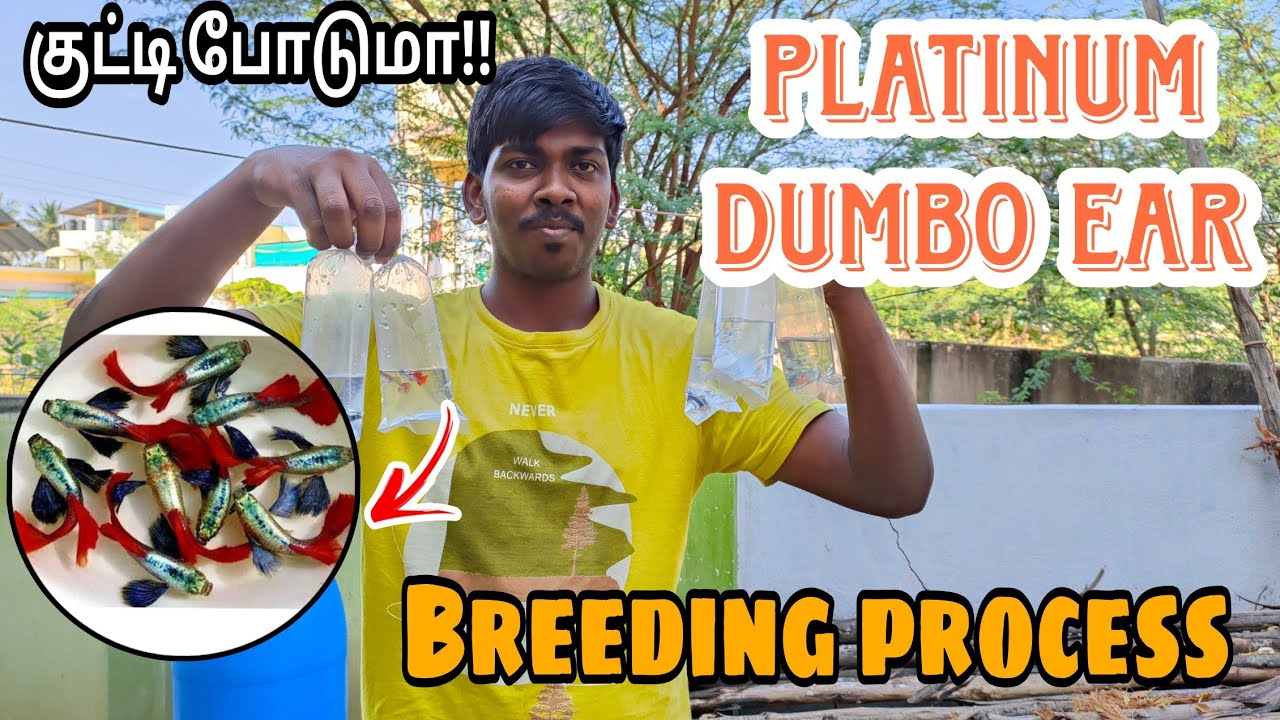 Platinum dumbo ear guppy🐠 breeding setup in tamil💯 |குட்டி போடுமா | easy breeding technique |