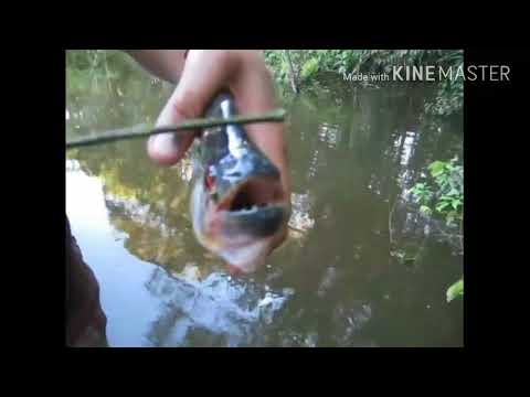 Piranha scissors | River monster