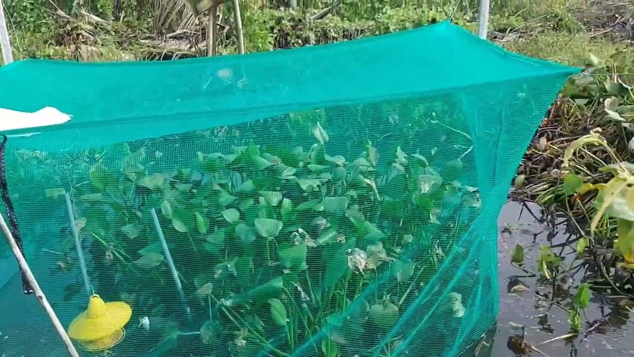 khu cản đổ quốc mới nhất ae xem giải trí 