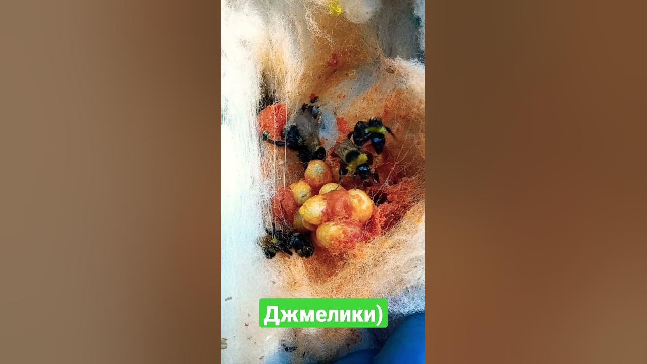 Джмелі//Джміль//Джмелики. - YouTube