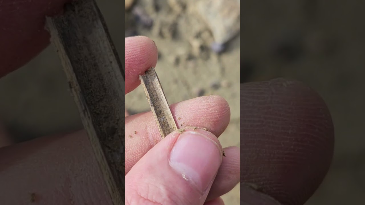 ossement Pléistocène ? 