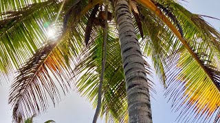 Coconuts: Stages of Maturity and how to Open Them