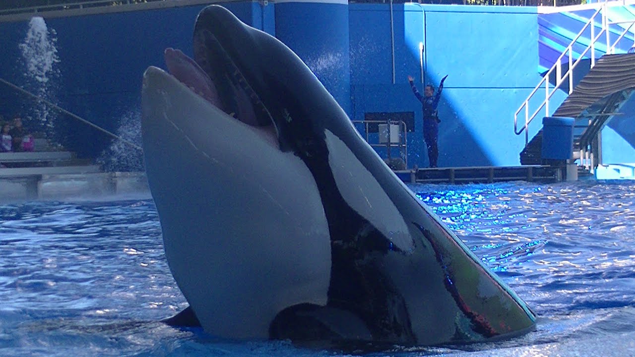 One Ocean w/Tilikum(Full Show/Full HD) Jan 19 2015 2:30pm - SeaWorld Orlando