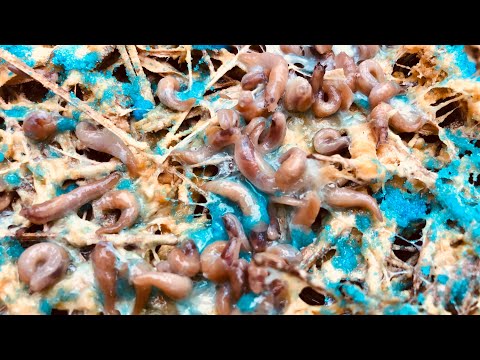 Нашествие слизней Ааааа