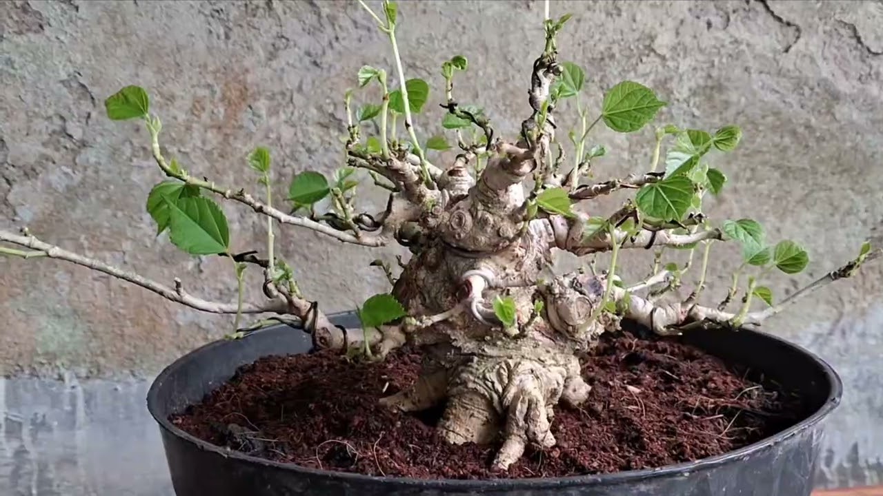 BORJU (Bonsai Rumah Jupiter) #inspirasi #bonsai #warubonsai #bonsaiserut #kupang #ntt #bonsaivideo 