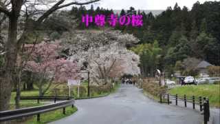 世界文化遺産 中尊寺の桜 岩手県 Youtube