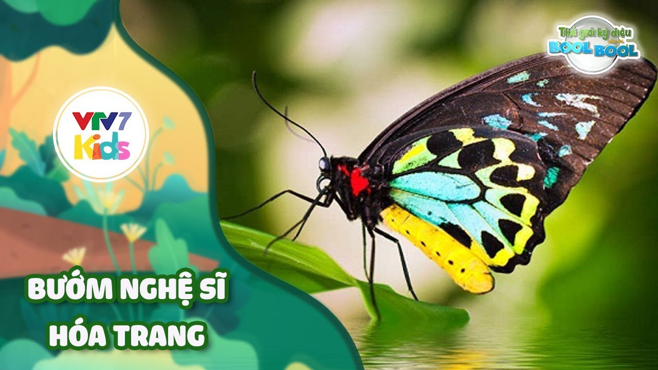 Thế giới kỳ diệu của Bool Bool - Mùa 1 - Số 09 | BƯỚM NGHỆ SĨ HÓA TRANG | VTV7