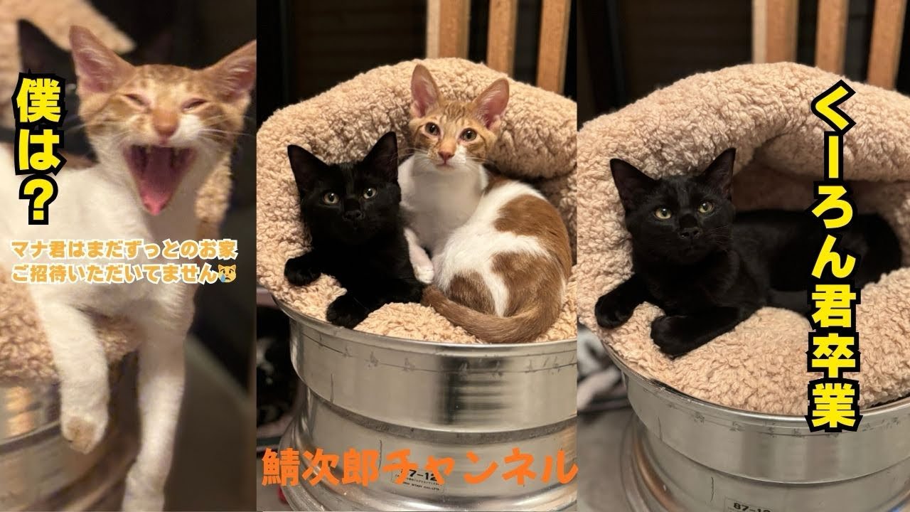 預かり子猫くーろん君トライアルに出発です