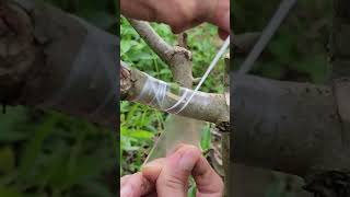 Plant grafting and tree care techniques #2615
