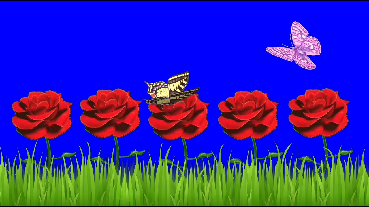 Magic Roses Blue Screen