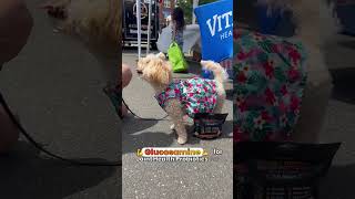 Dancing Pup s Secret to Wellness Vitamin Paws Multivitamin