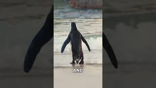 Penguins Use Rocks to Propose?🐧💍 #shorts