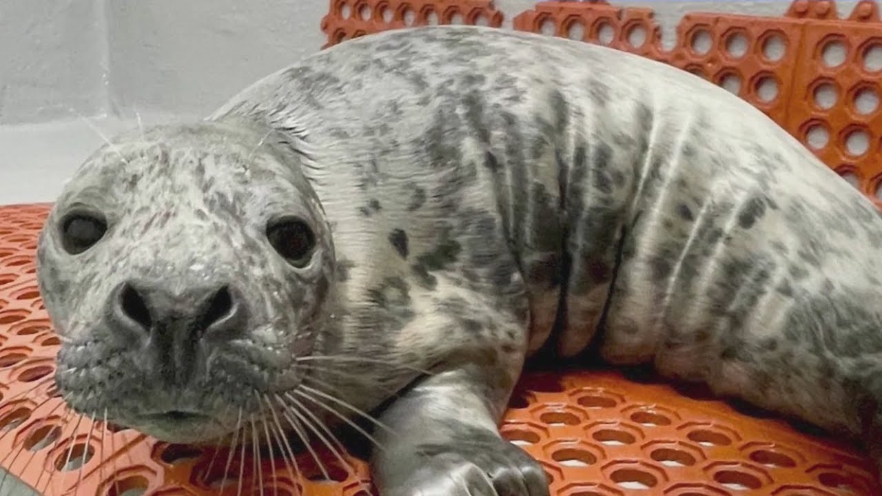 Seal rescued during NJ snowstorm is now recovering
