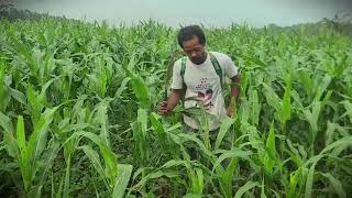 High-Yield Corn Secrets: Essential Spraying Routine for New Seedlings #ruralagriculture #farming