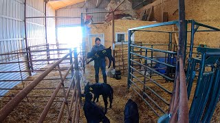 Calving in -3 Degree weather