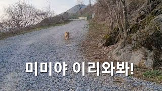 미미를 불렀더니 알아듣고 주인한테 잘 달려 오네요