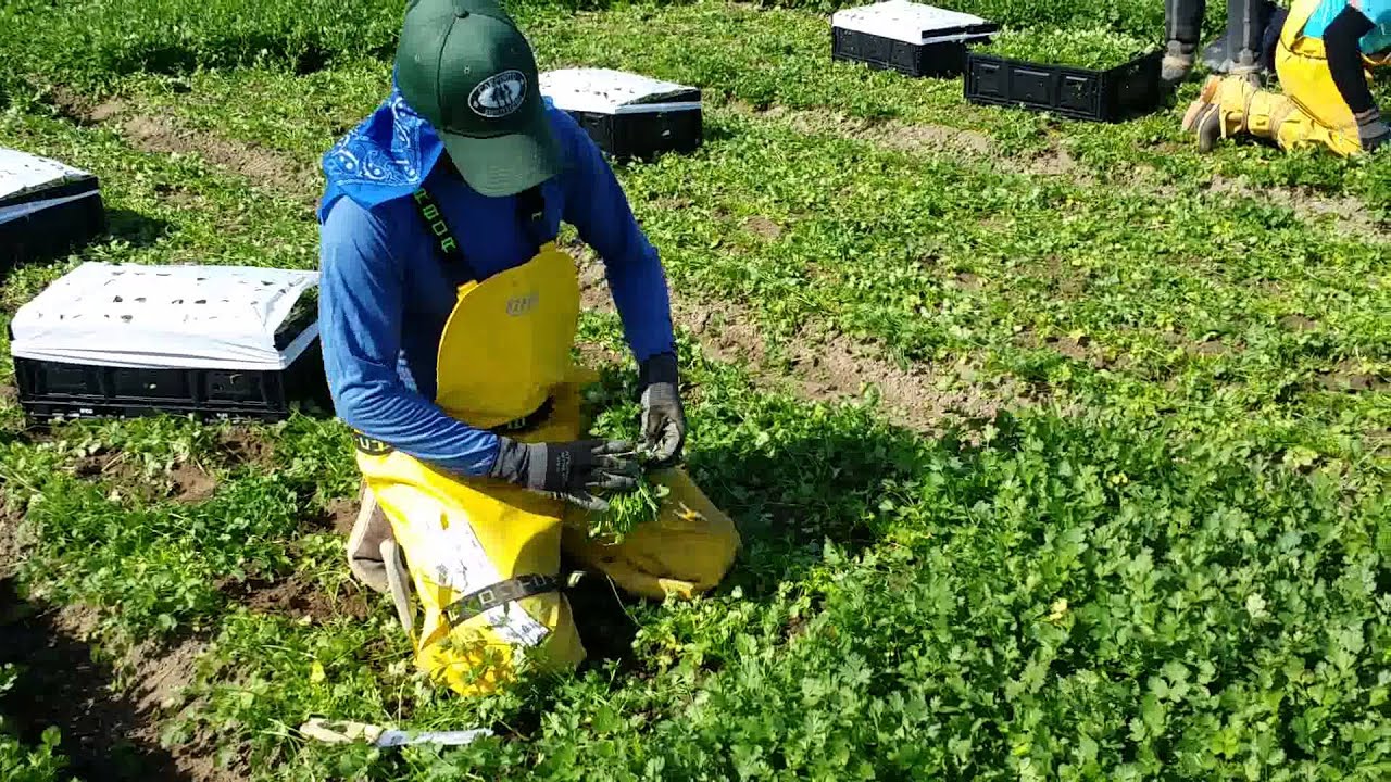 Cortando cilantro YouTube