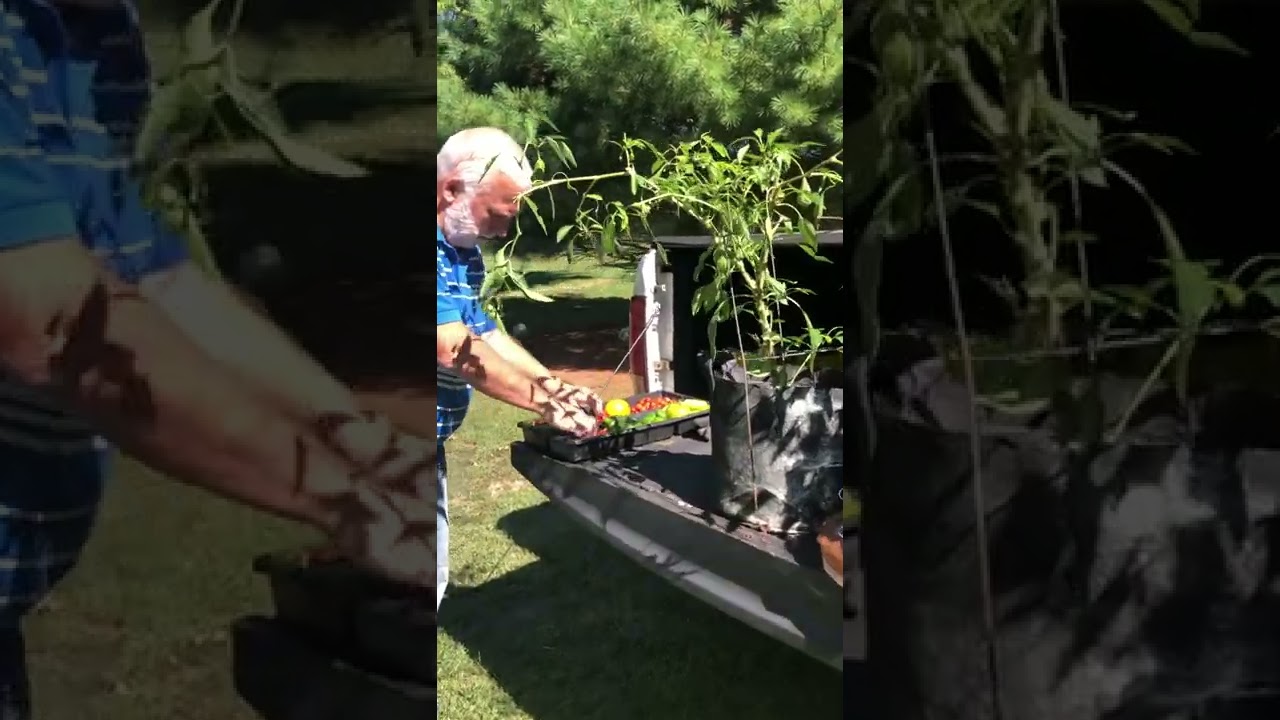 Greenhouse overwintering of vegetable plants for next seasons garden, plus September 25th harvest🫑
