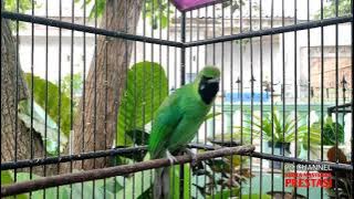 Cucak Ijo Gacor Ngentrok Full Isian, Nembak Rapat Suara Kasar Bikin Lawan Ketakutan, Masteran Handal