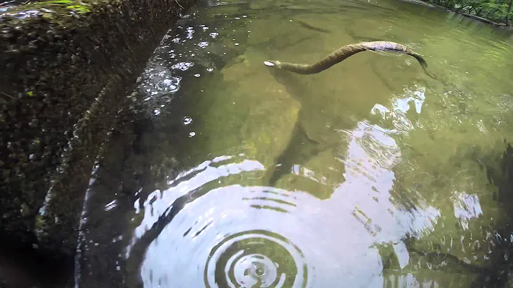 Snapping Turtle vs. Water Snake