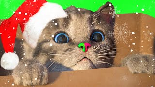 Christmas Special Little Kitten Adventure - Super Educational Cat Game For Toddlers And Children