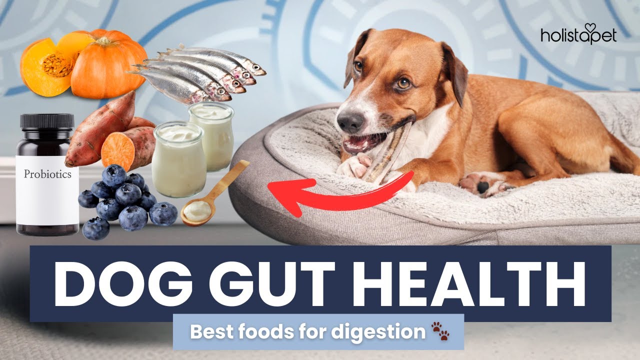 Best Foods To Improve Dog Gut Health and Support Digestion
