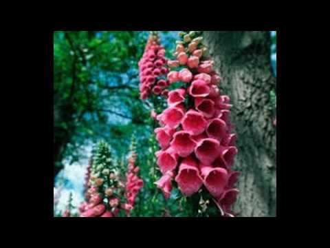 ดอกไม้ที่อันตรายที่สุดในโลก สวย...สังหาร Ep.1