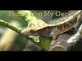 A story about shipping geckos.... with a happy ending