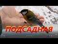 Подсадная Синица