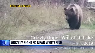 Grizzly Bear spotted near Upper Whitefish Lake