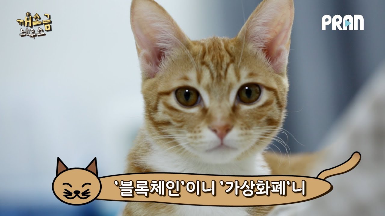 비트코인, 어떻게 만들어지는지 아냥?! [깨소금늬우스 ep.1]