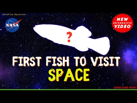 FISHLINGZ trailer