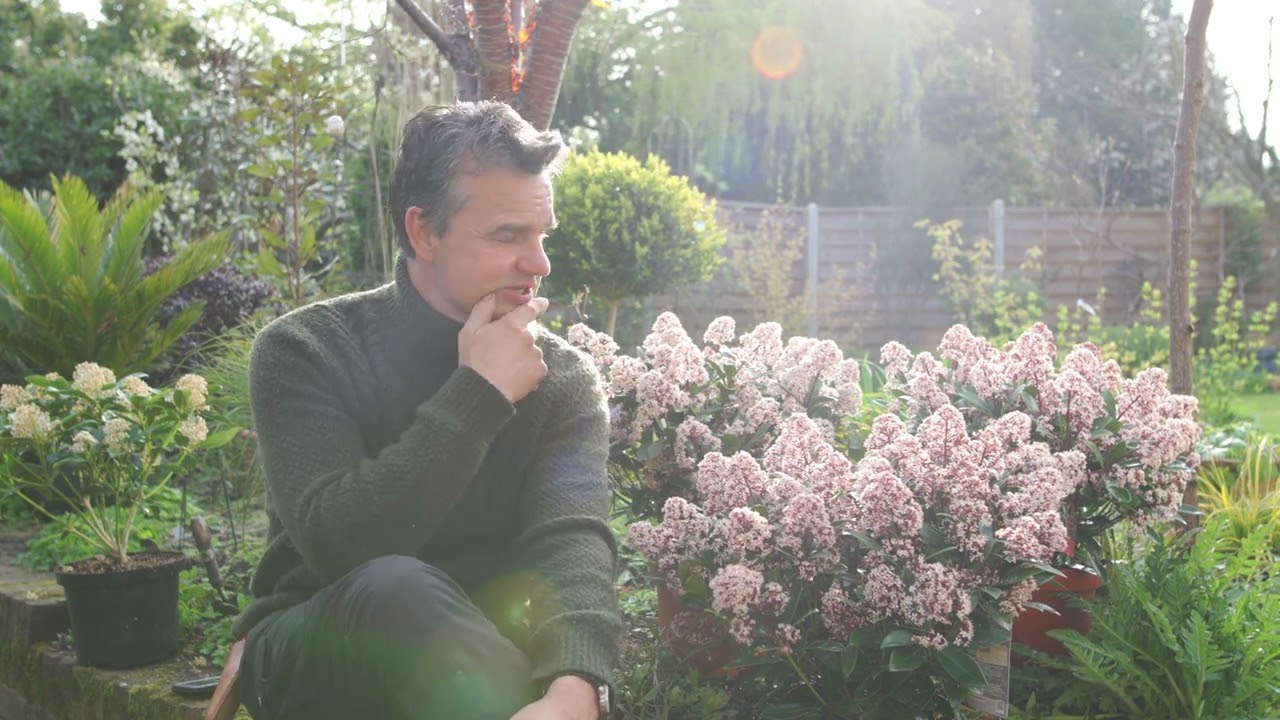 Antony's Garden Tips - Spring 2022 / Evergreens / Pitusporum / Skimmia / Dogwood Cornus / Hellebores