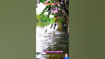 cảnh tượng thật khó tin cá nhảy lên khỏi mặt nước để ăn chuối chín #thegioidongvat #shosrts