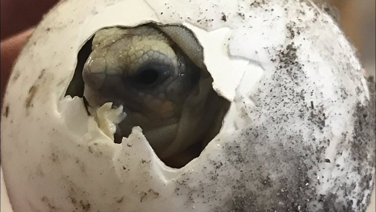 petco hours They Don’t All Survive